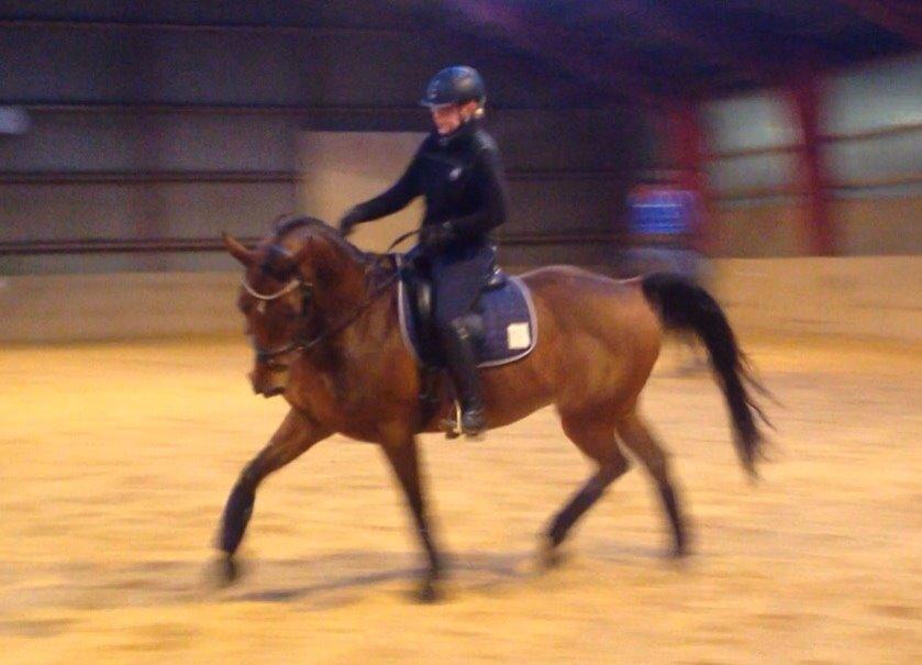 Anden særlig race Refsgaards Cheval billede 40