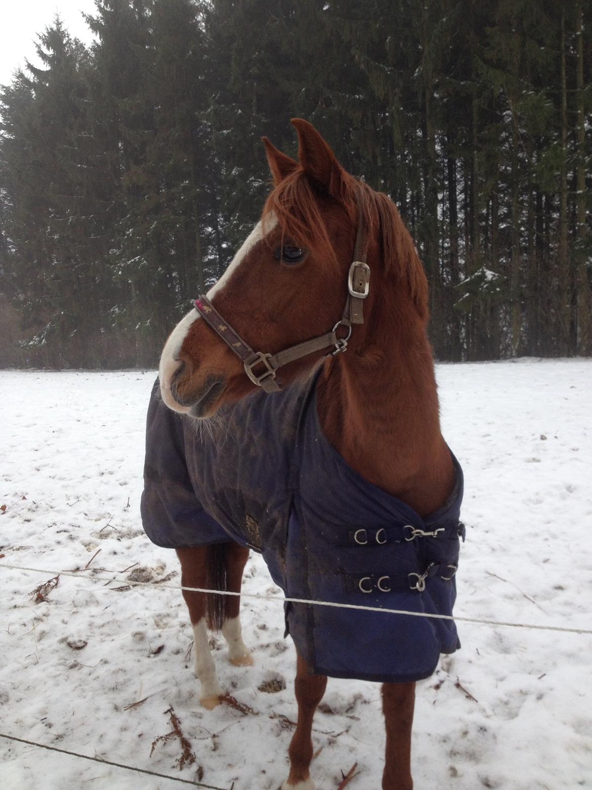 Tysk Sportspony Heidi (Duchesse) - Dejligt med sne billede 34