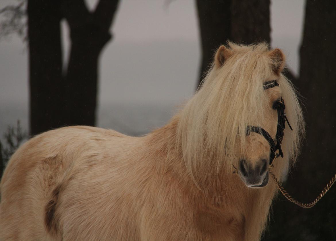 Shetlænder Aastrupgaars Pollux billede 3