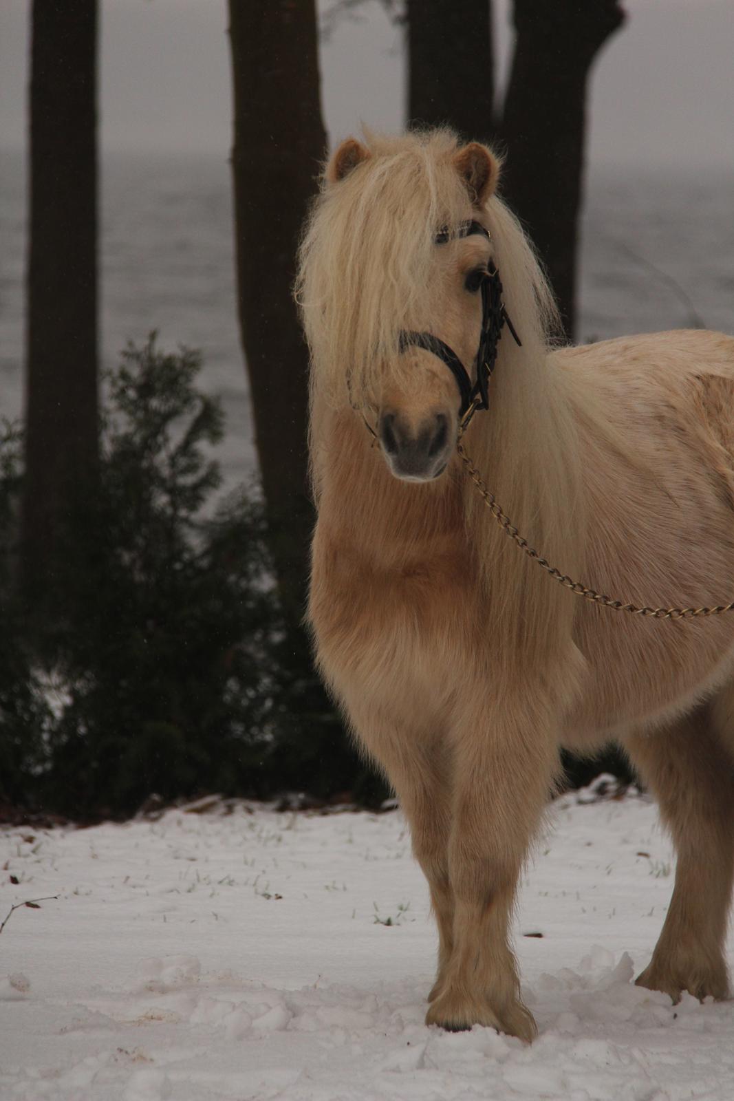 Shetlænder Aastrupgaars Pollux billede 18