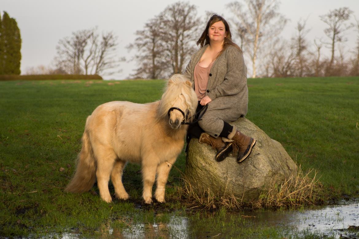 Shetlænder Aastrupgaars Pollux - Velkommen til Polles galleri :) Foto: MEP-Photo billede 1