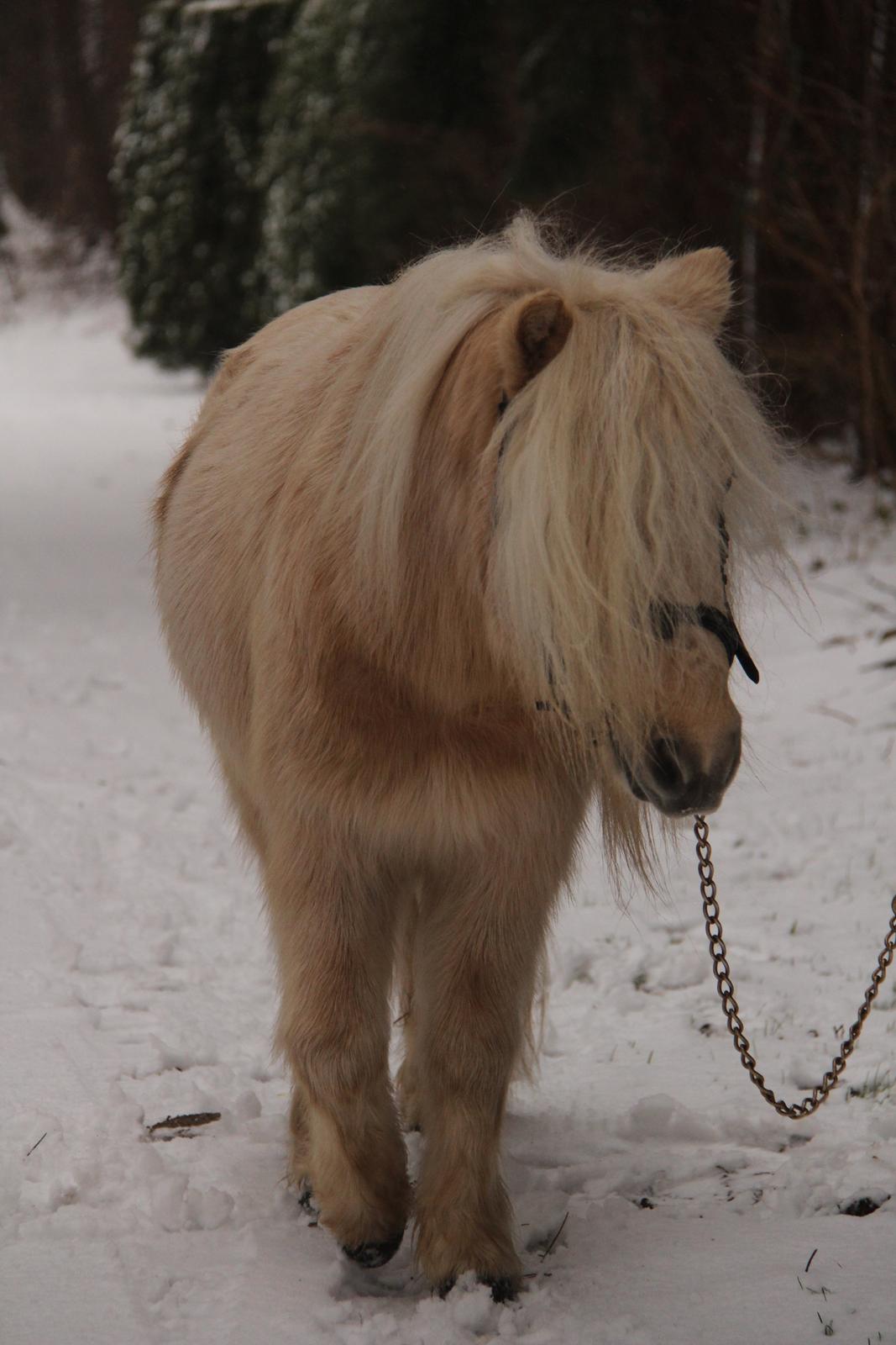 Shetlænder Aastrupgaars Pollux billede 12