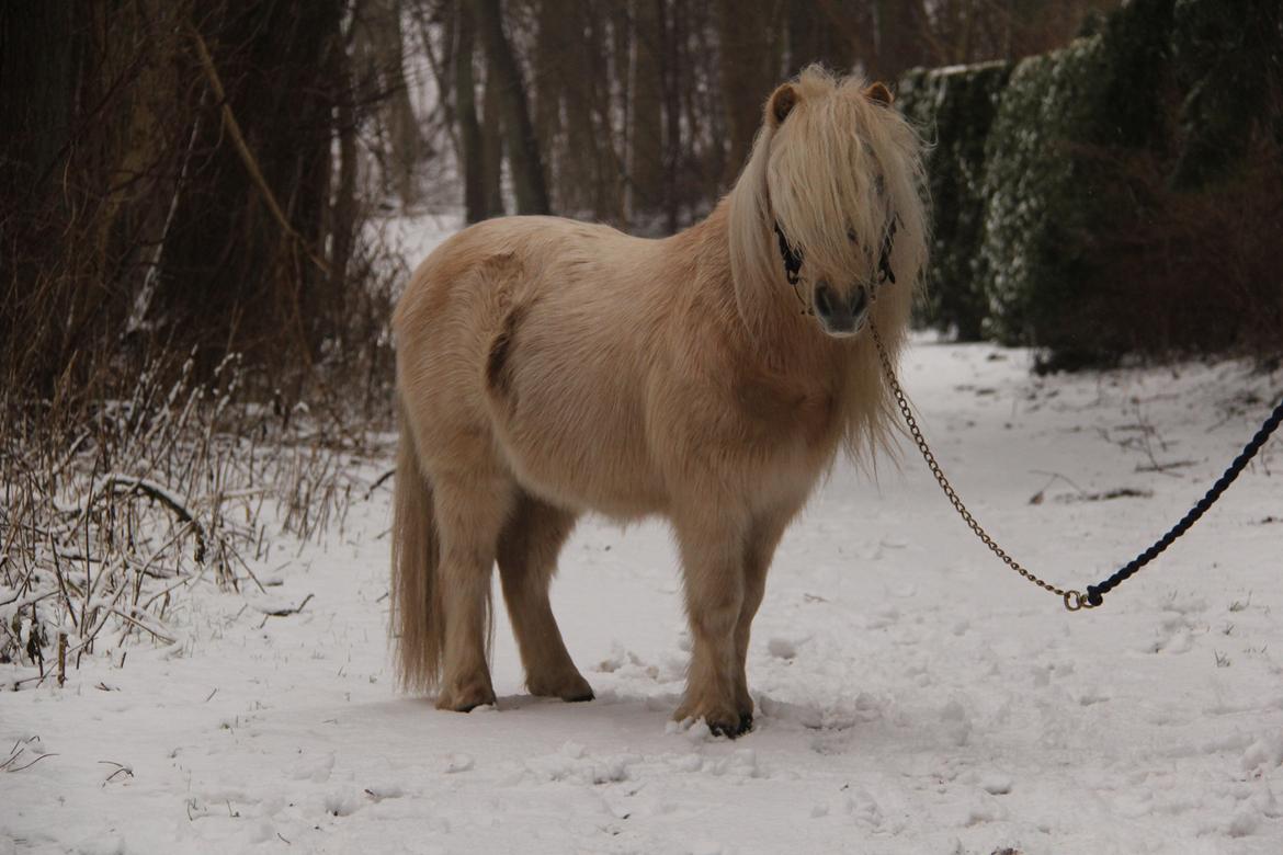 Shetlænder Aastrupgaars Pollux billede 9