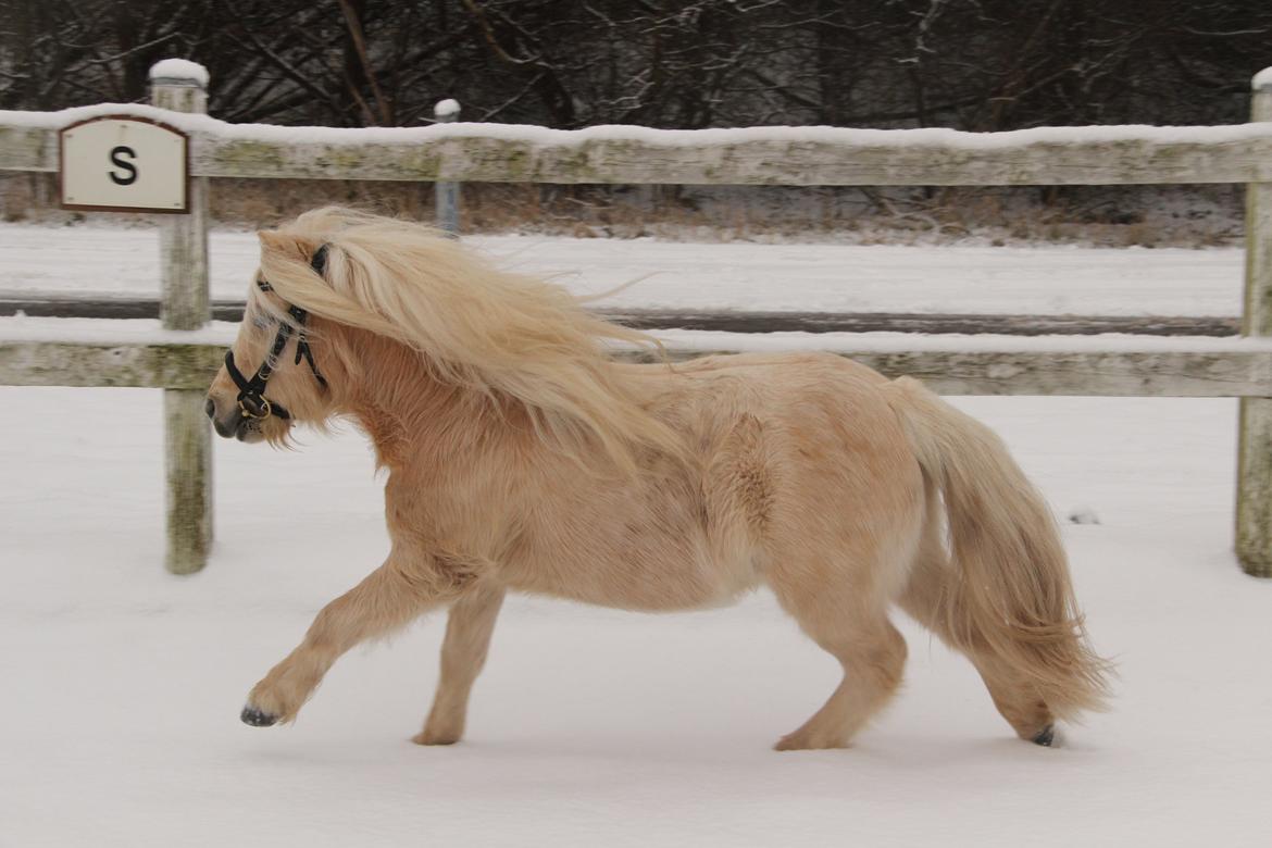 Shetlænder Aastrupgaars Pollux billede 6