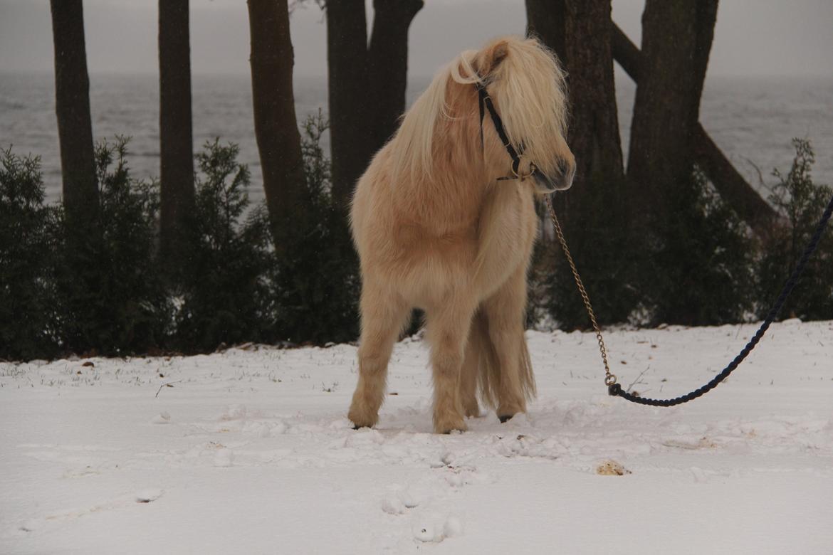 Shetlænder Aastrupgaars Pollux billede 7