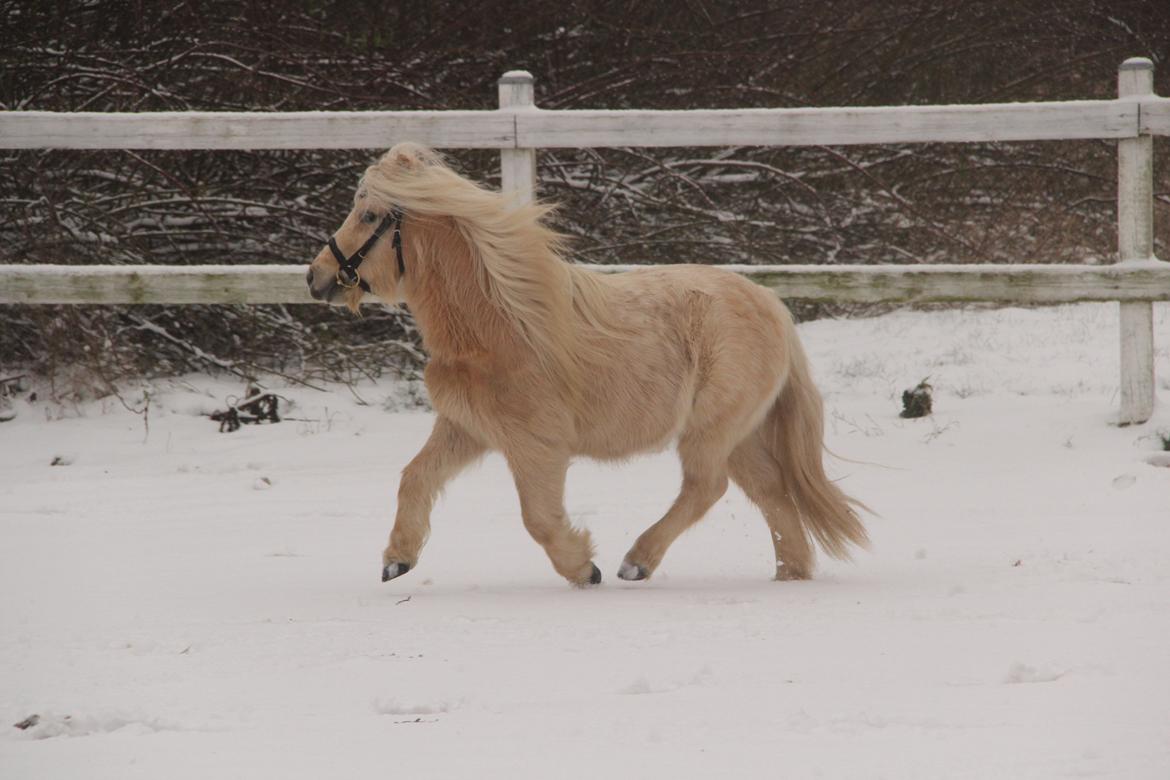 Shetlænder Aastrupgaars Pollux billede 13