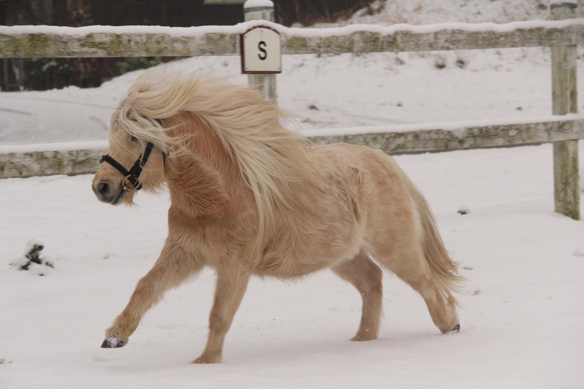 Shetlænder Aastrupgaars Pollux billede 10