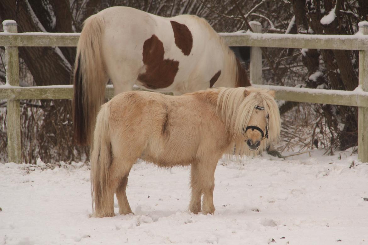 Shetlænder Aastrupgaars Pollux billede 17