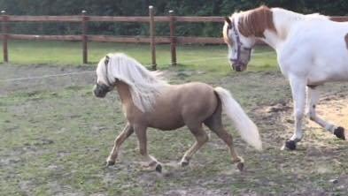 Shetlænder Aastrupgaars Pollux - Lidt en blæremås ;) billede 2