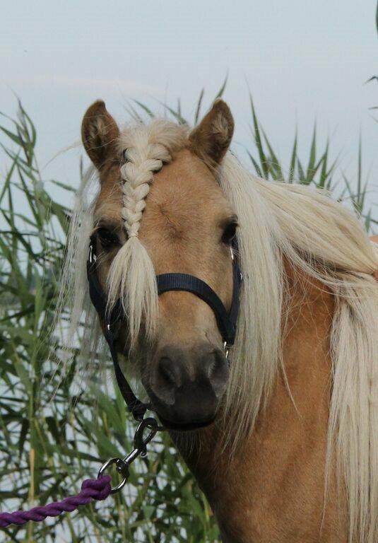 Shetlænder Aastrupgaars Pollux billede 8