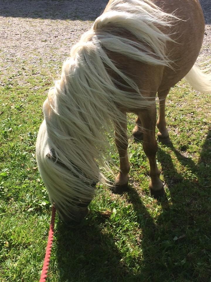 Shetlænder Aastrupgaars Pollux - Han har lige været i bad :) billede 5