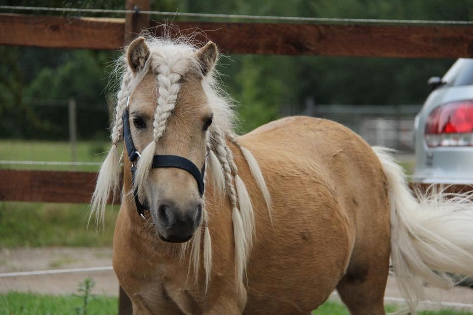 Shetlænder Aastrupgaars Pollux billede 14