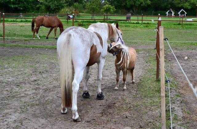 Shetlænder Aastrupgaars Pollux - Bromance <3 billede 15