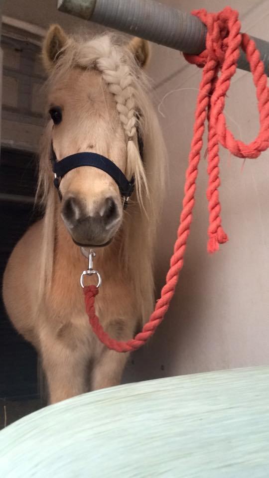 Shetlænder Aastrupgaars Pollux - Med i traileren som støttehest for min venindes lusitano da vi skulle hente hende. Her er vi på vej op. :) billede 11