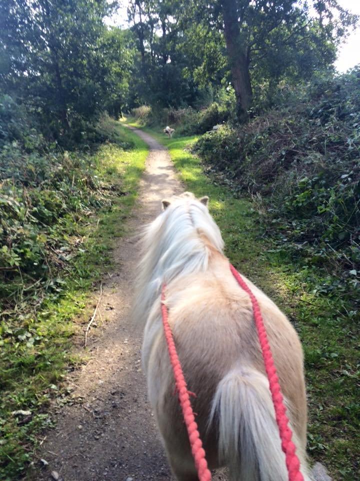 Shetlænder Aastrupgaars Pollux - Ude og træne lange liner. billede 4