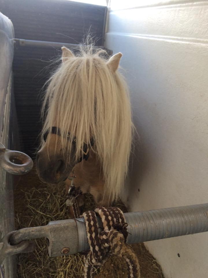 Shetlænder Aastrupgaars Pollux - Her er vi på vej hjem, efter at have hentet ham helt oppe i nordjylland :) billede 16