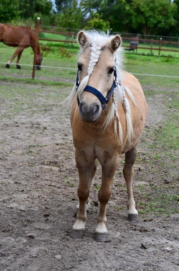 Shetlænder Aastrupgaars Pollux billede 19