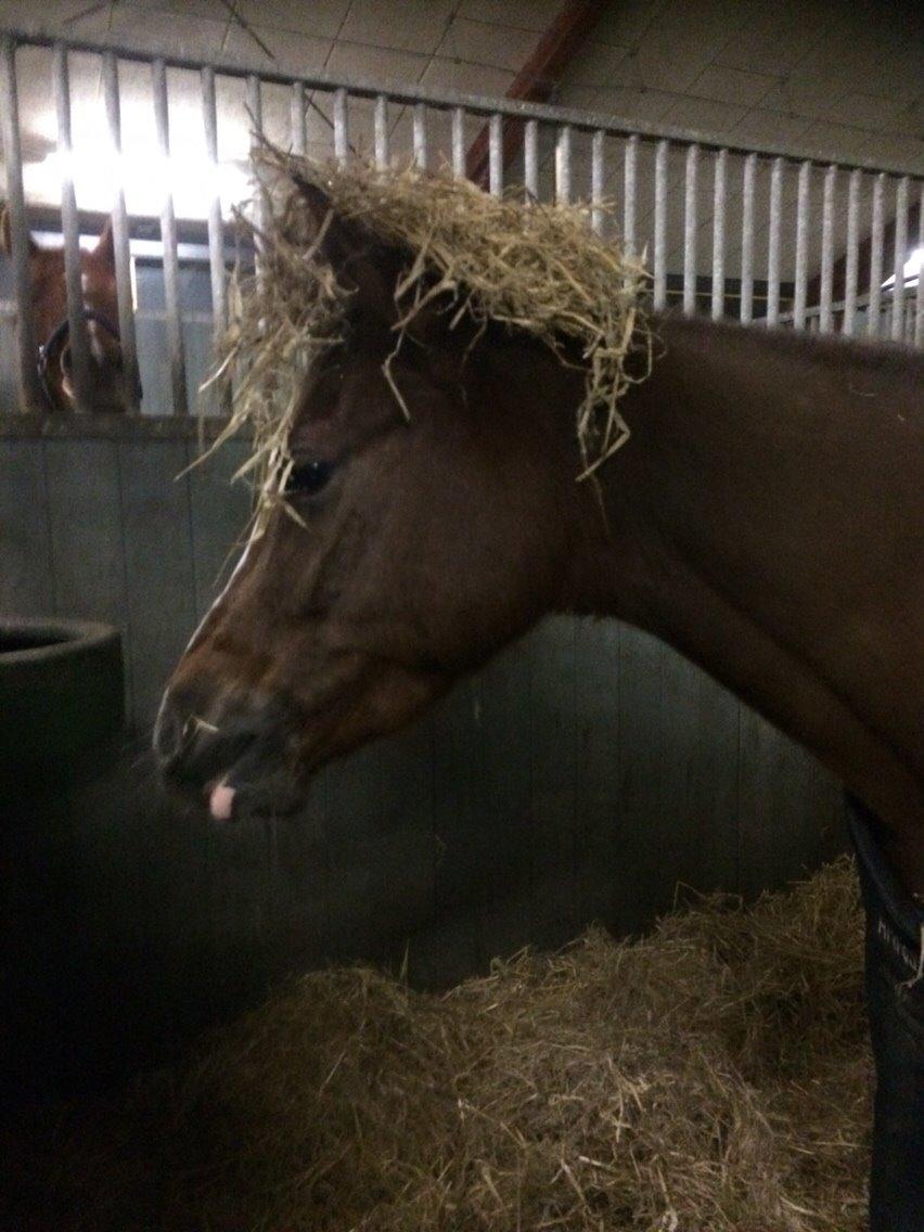 DSP Carla damgård billede 9