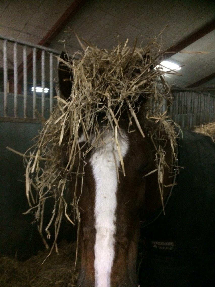 DSP Carla damgård - halm tøs billede 15