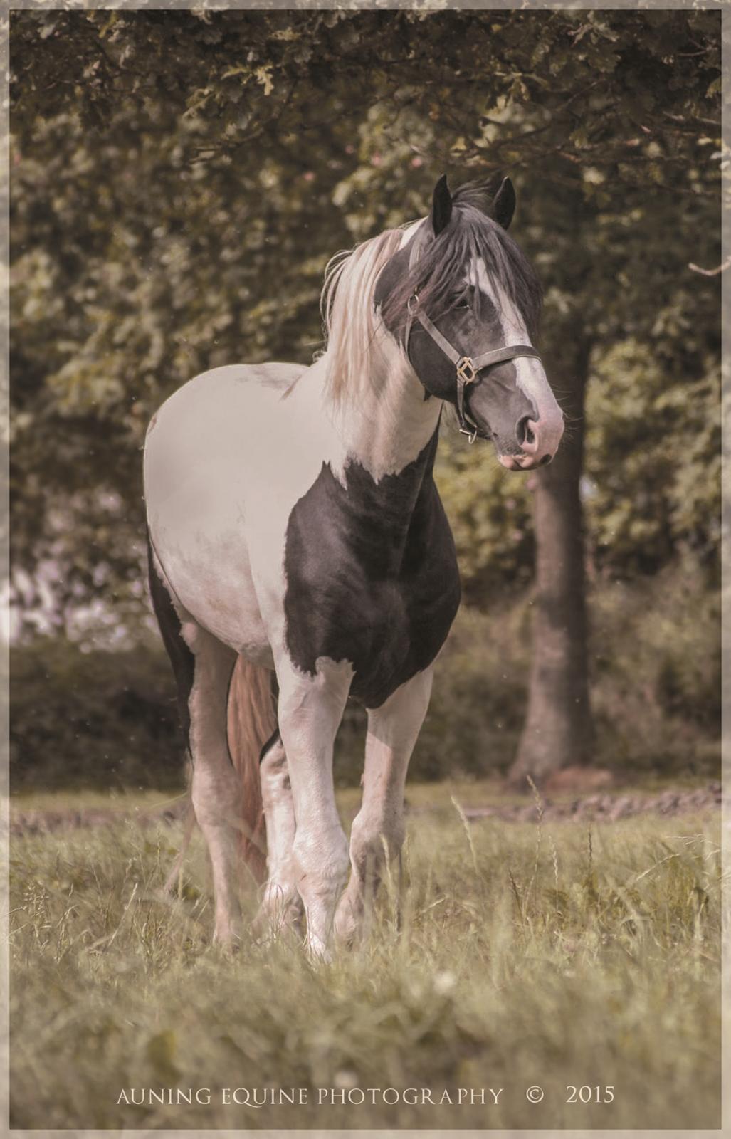 Tobiano Friesian - Amigo | Skovbjerggårds Frieser | billede 20