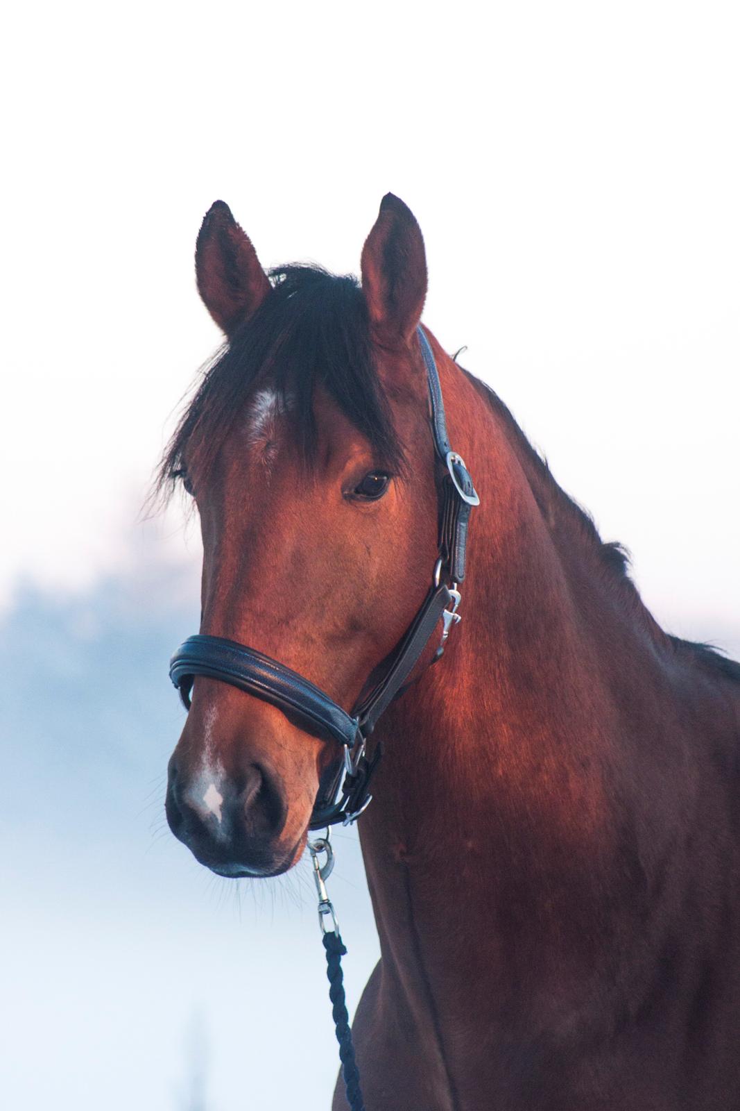 Dansk Varmblod Bakkegaarden's Chester billede 1
