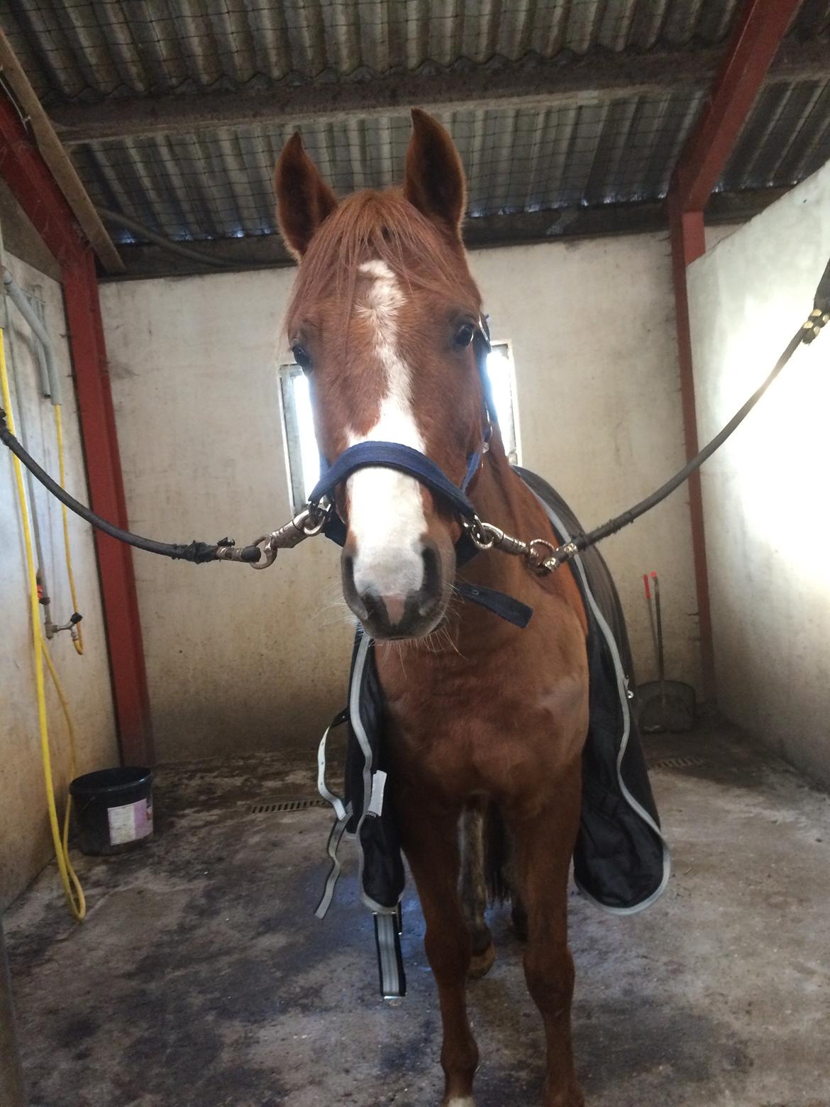 DSP hesselbjergs sunset billede 8