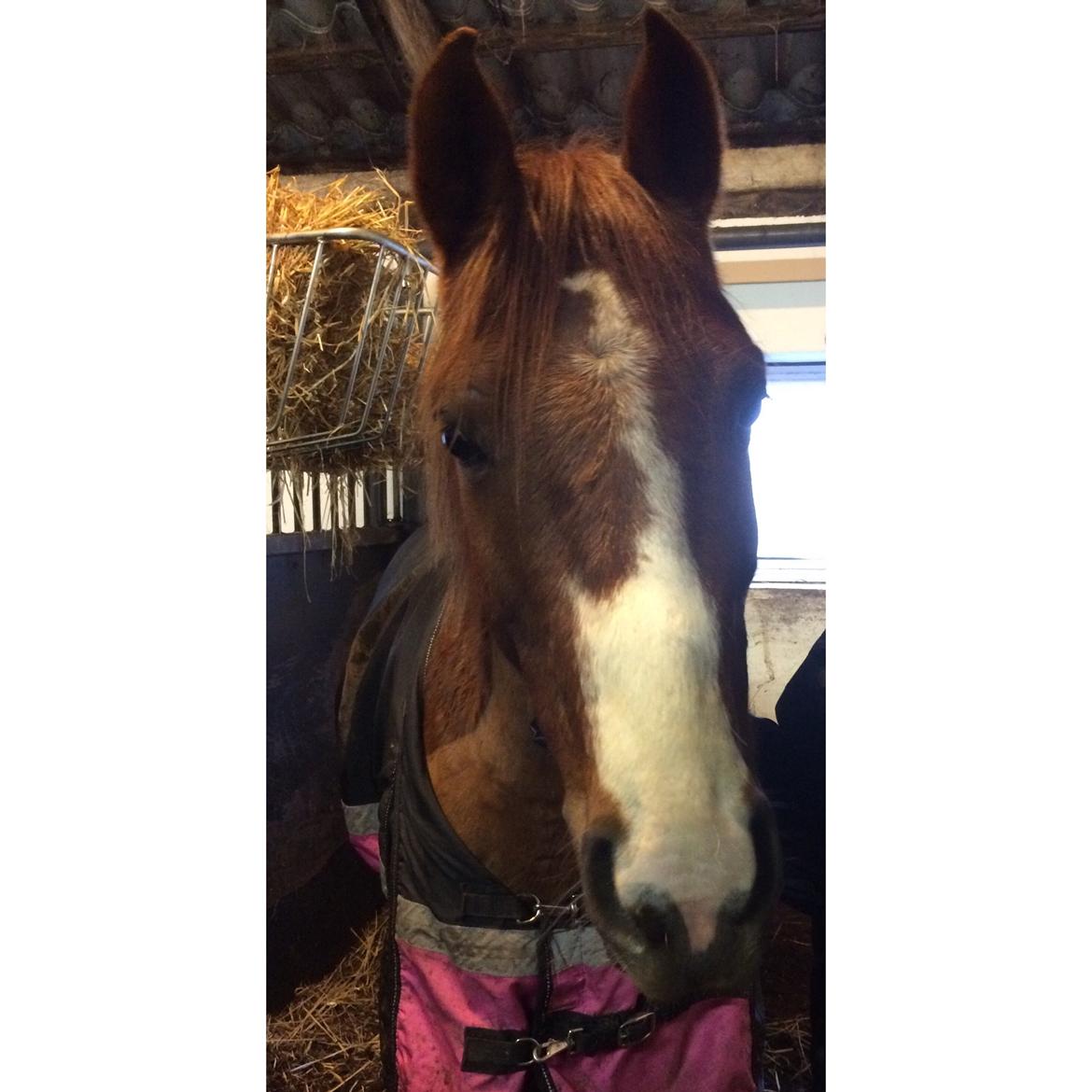 DSP hesselbjergs sunset billede 5