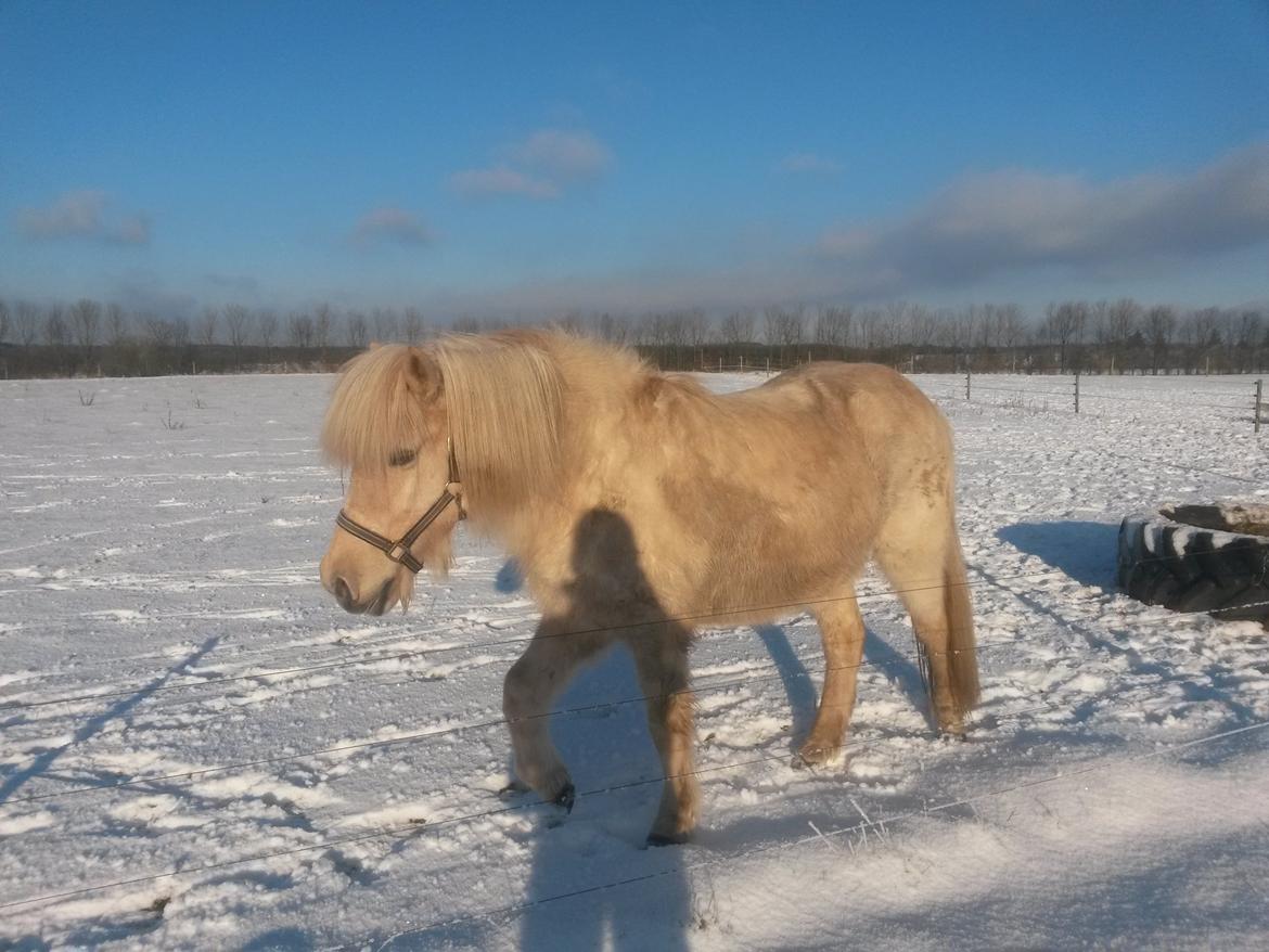 Islænder Djörfung fra boskovhus billede 1