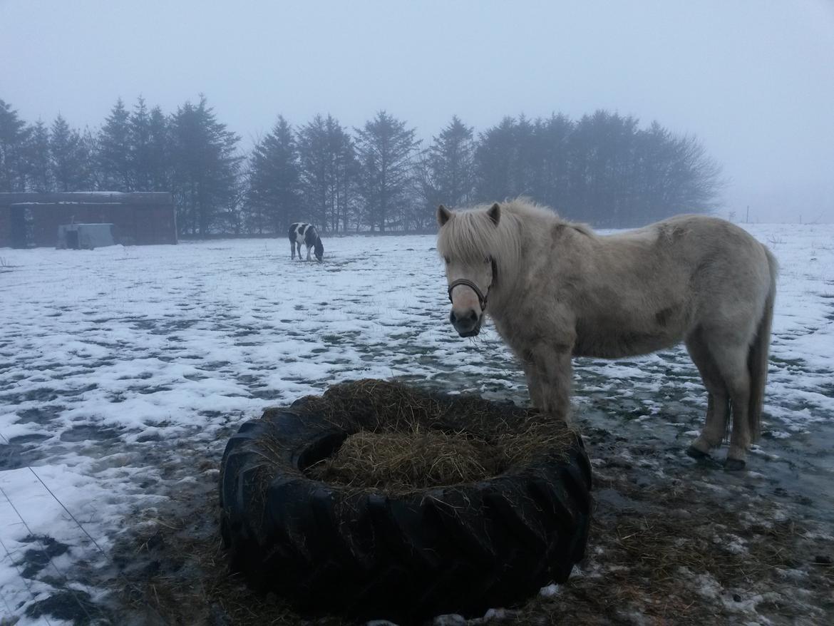 Islænder Djörfung fra boskovhus billede 2