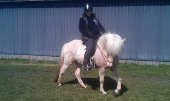 Islænder Djörfung fra boskovhus billede 3