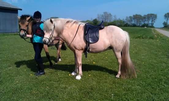 Islænder Djörfung fra boskovhus billede 4