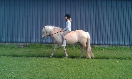 Islænder Djörfung fra boskovhus billede 5