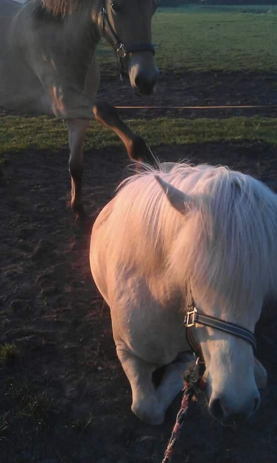 Islænder Djörfung fra boskovhus billede 6