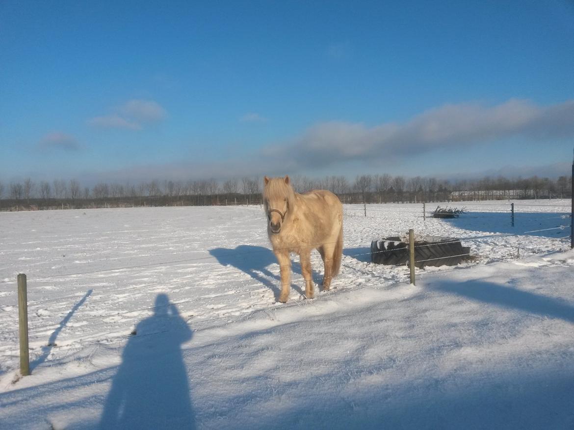Islænder Djörfung fra boskovhus billede 7