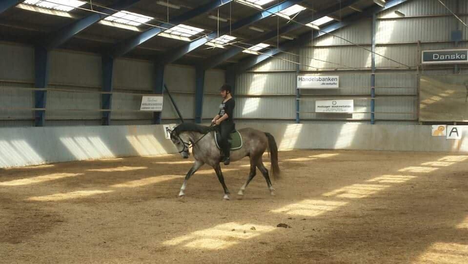 Anden særlig race Pegasus billede 26