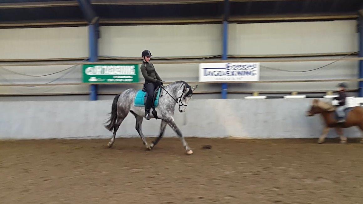 Anden særlig race Pegasus billede 27