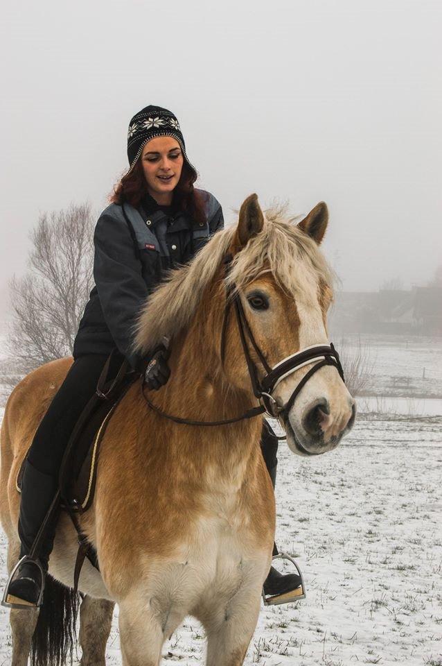 Haflinger Altros van de "kruusdellen" billede 4