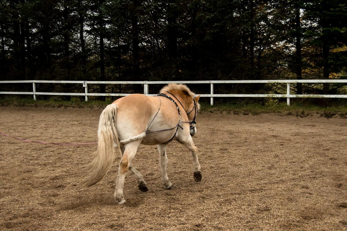 Haflinger Altros van de "kruusdellen" billede 17