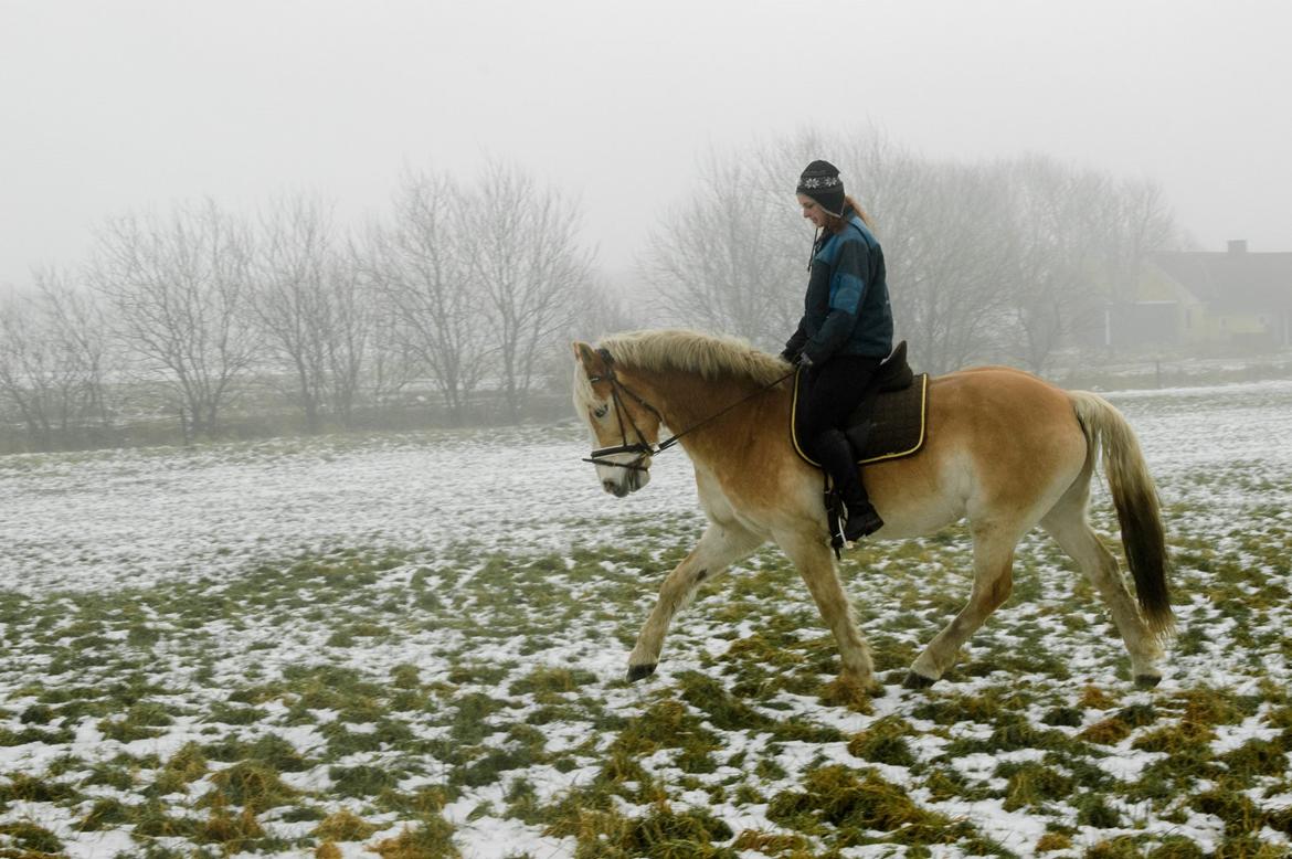 Haflinger Altros van de "kruusdellen" billede 8