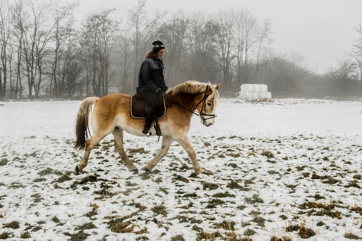 Haflinger Altros van de "kruusdellen" billede 1