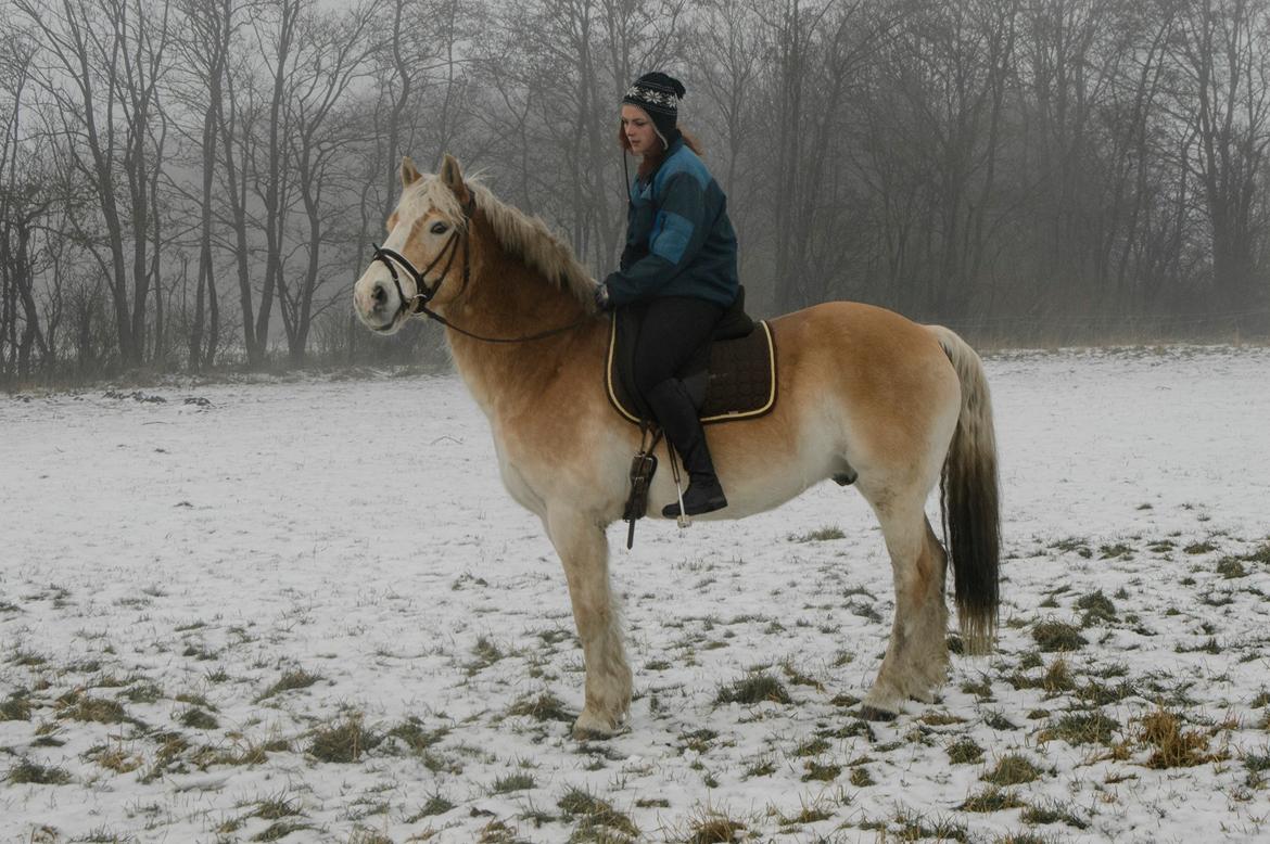 Haflinger Altros van de "kruusdellen" billede 12