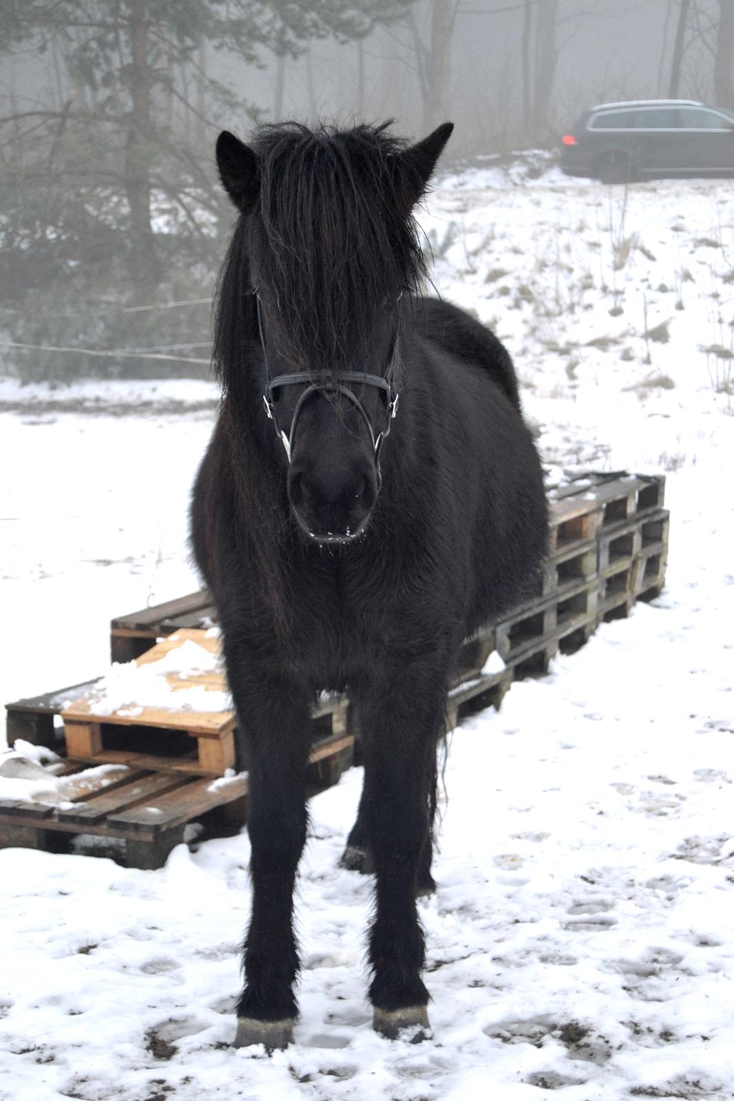 Islænder Aska fra Kringlan  - Smukke sorte pony;) - Januar 2016 billede 1