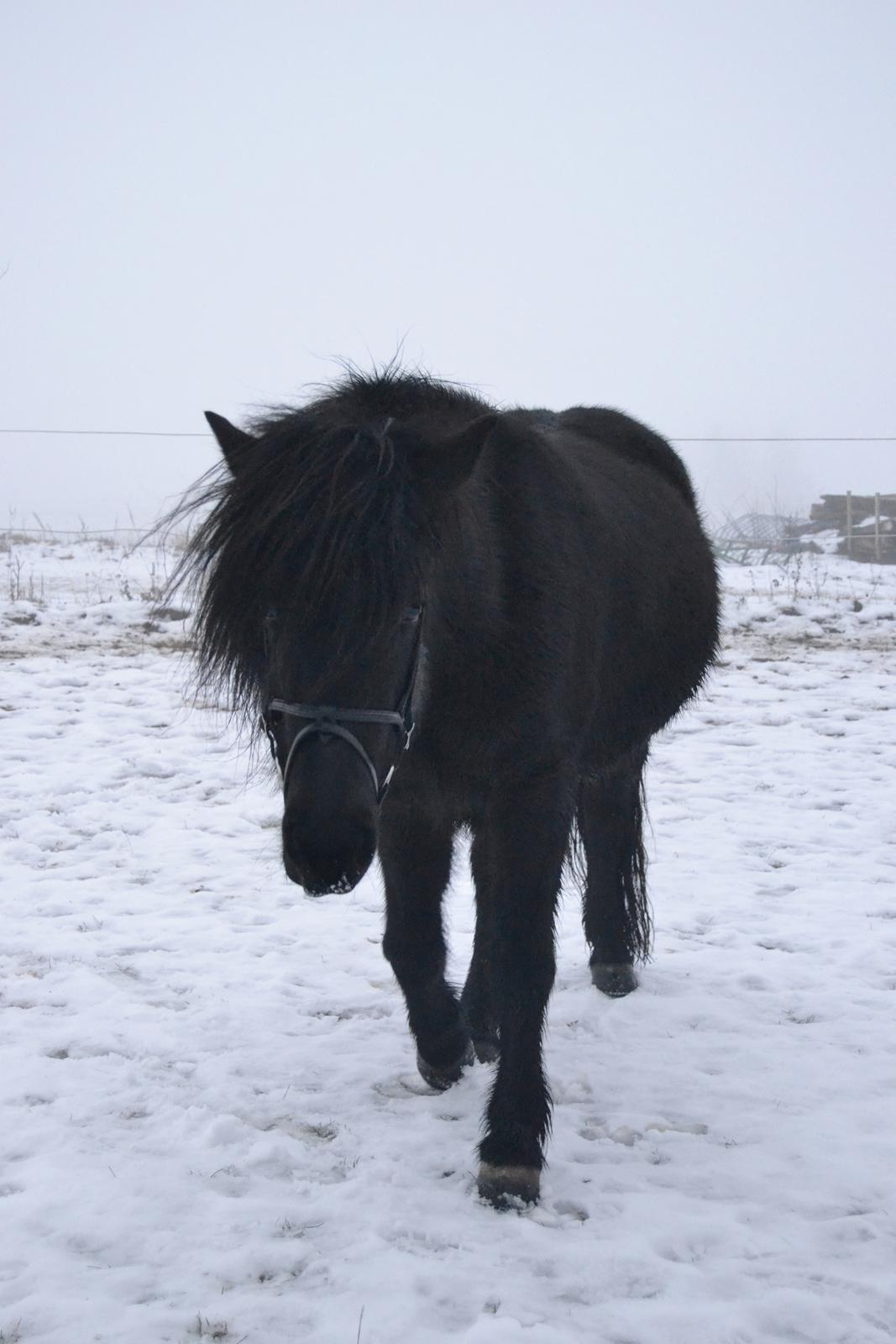 Islænder Aska fra Kringlan  - Januar 2016 billede 2