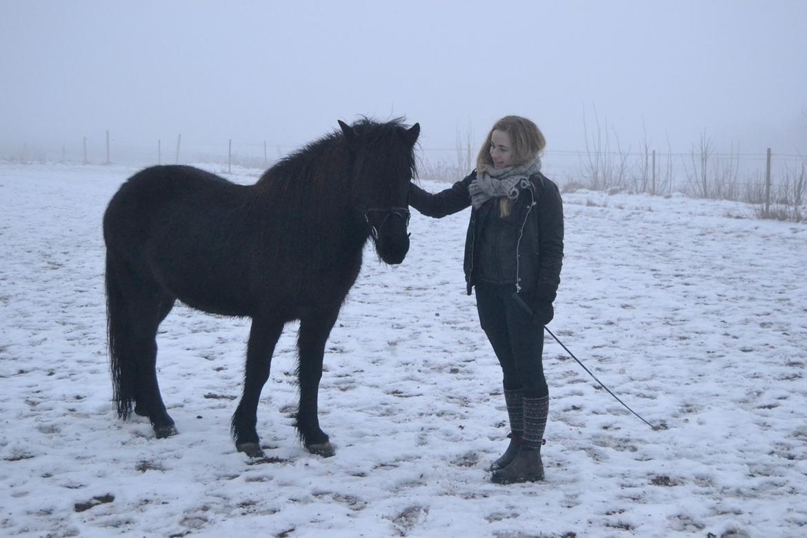 Islænder Aska fra Kringlan  - Januar 2016 billede 3