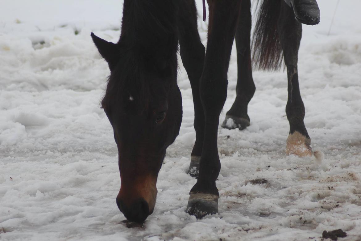 Anden særlig race Gipsy Girl billede 18