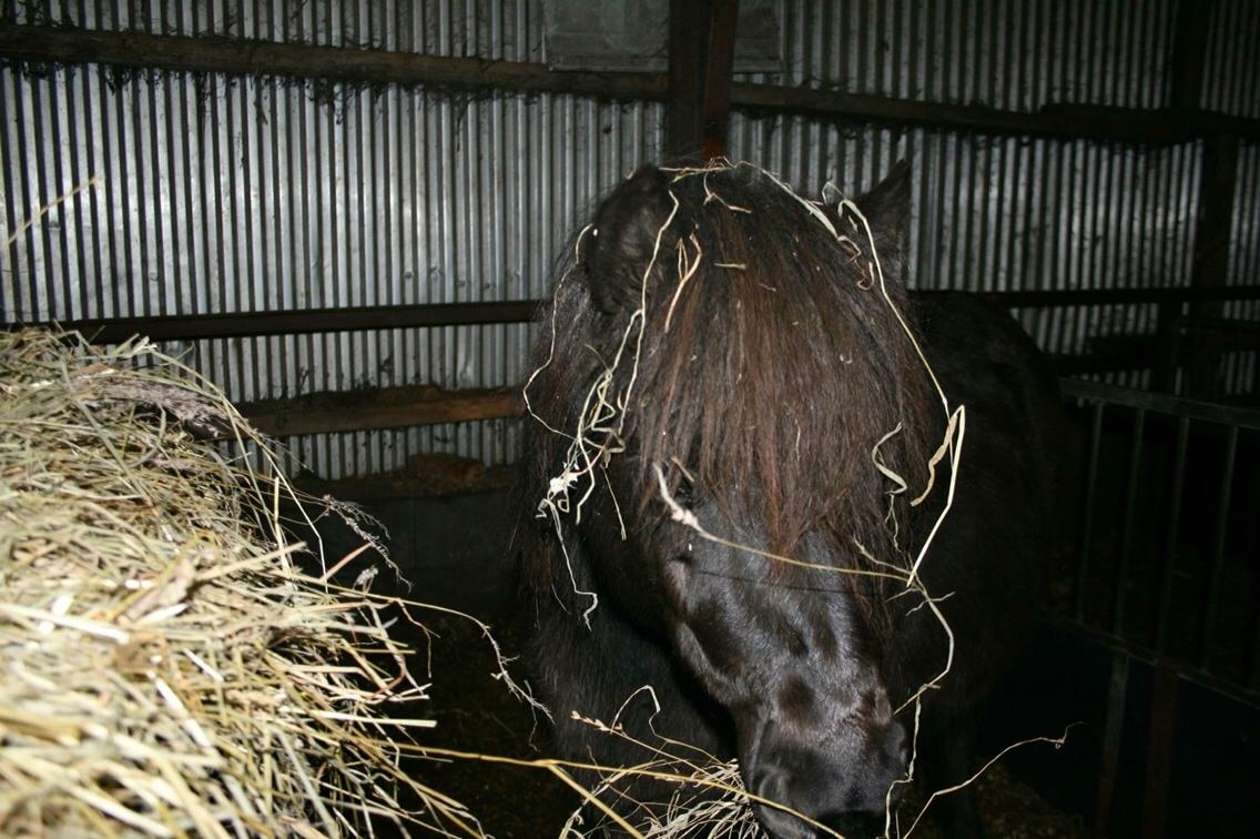 Shetlænder Sønderskovs fresia (tidl. hest) billede 18