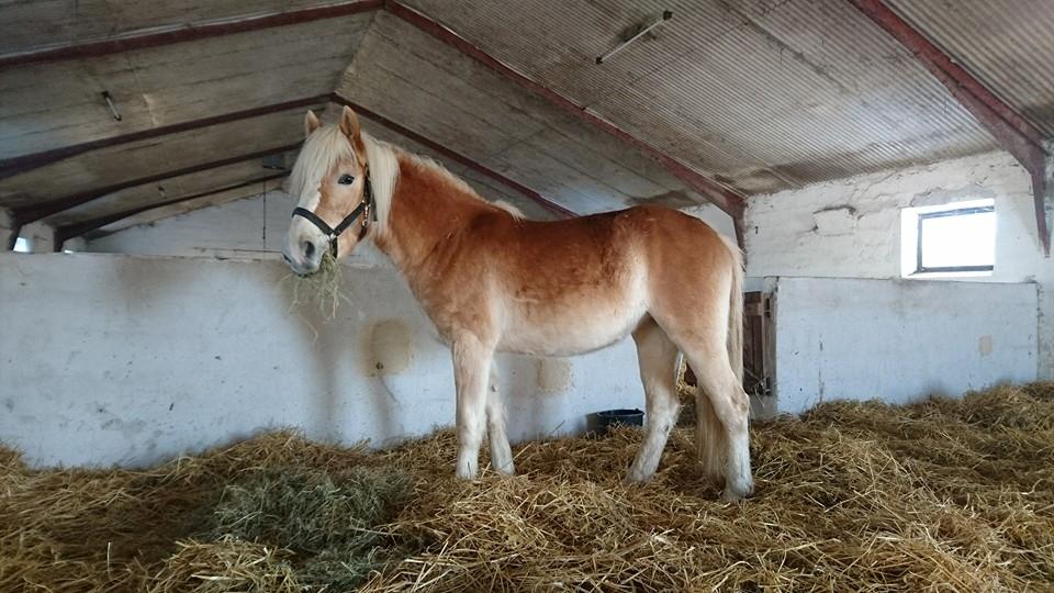 Haflinger Hellia billede 1