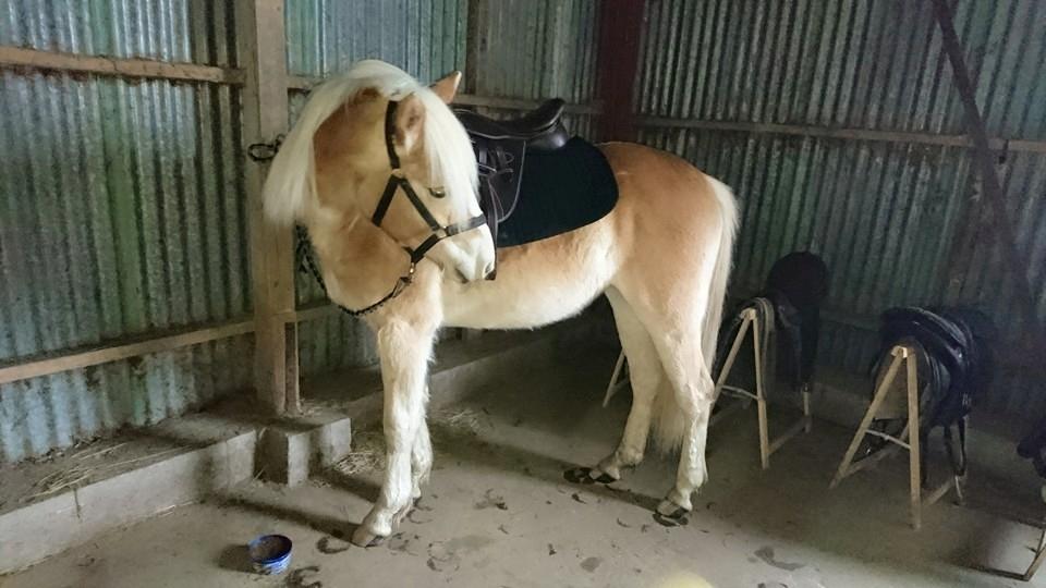 Haflinger Hellia billede 2
