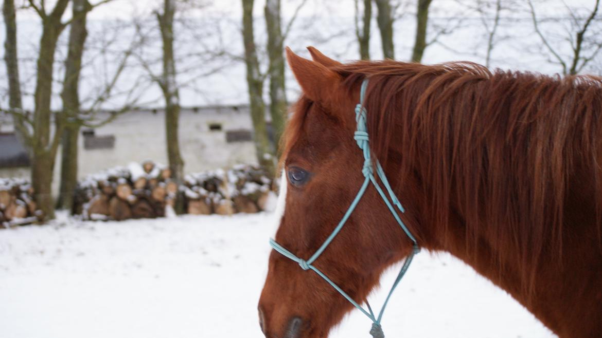 Anden særlig race Pollo billede 42