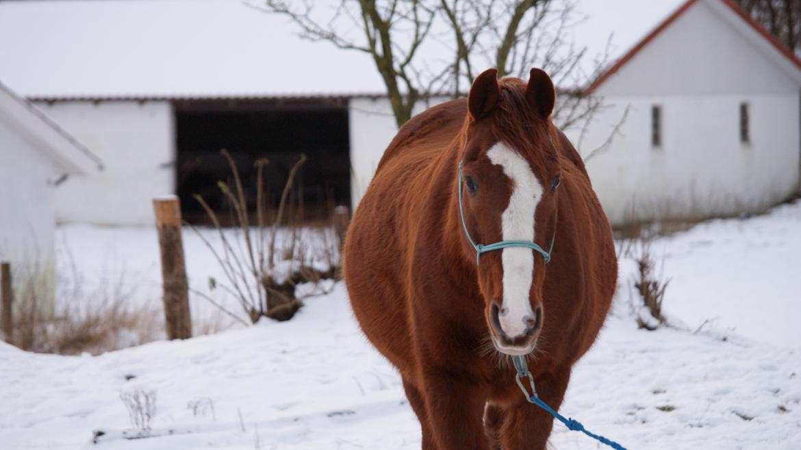 Anden særlig race Pollo billede 32